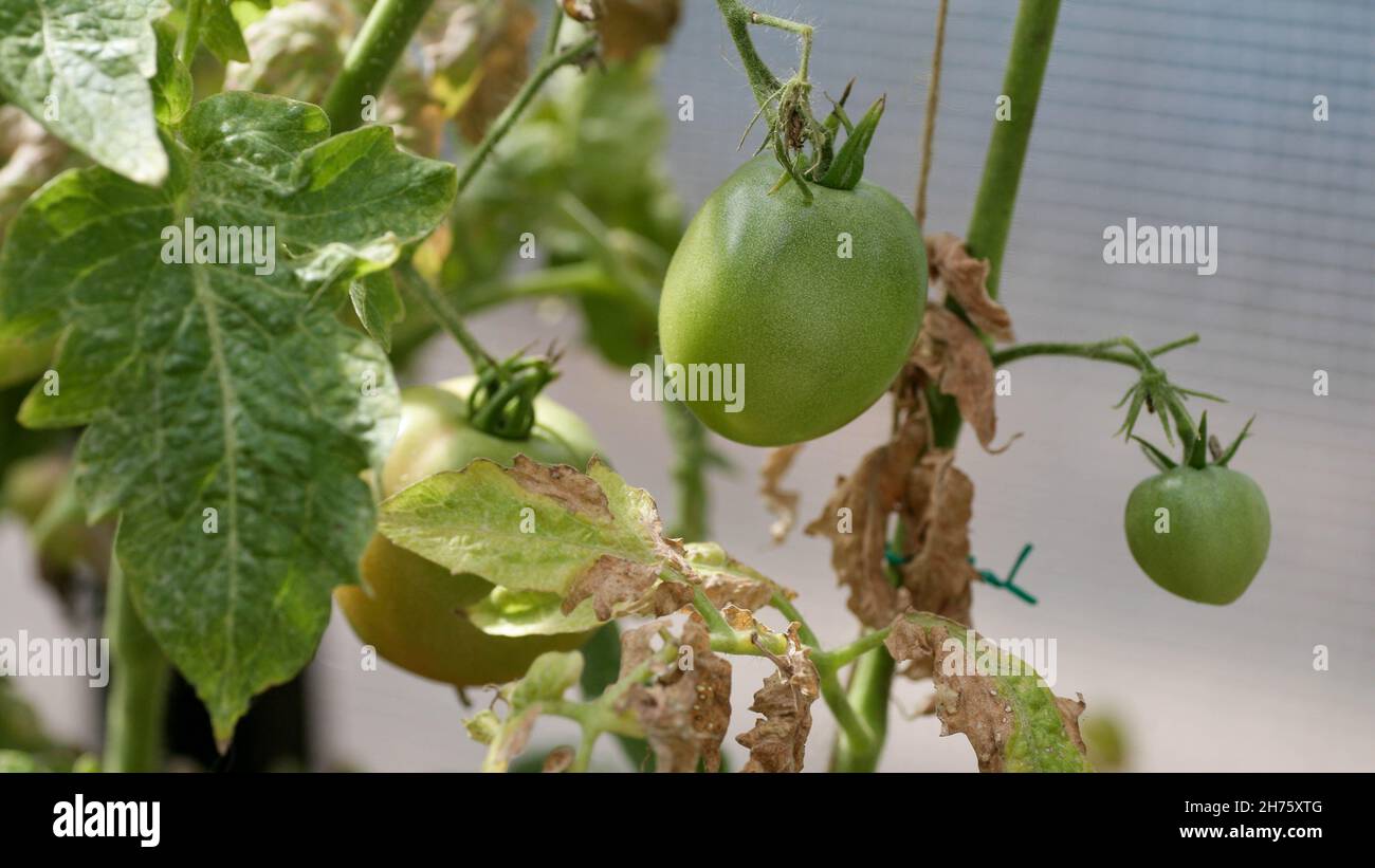 Pilzerkrankungen gefährliche Krankheiten von Tomaten, die Vertreter von Nachtschatten vor allem Kartoffeln betrifft. Diese Krankheit wird durch pathogene Organismen verursacht, die sich zwischen Pilzen und Protozoen-Grauflecken befinden Stockfoto