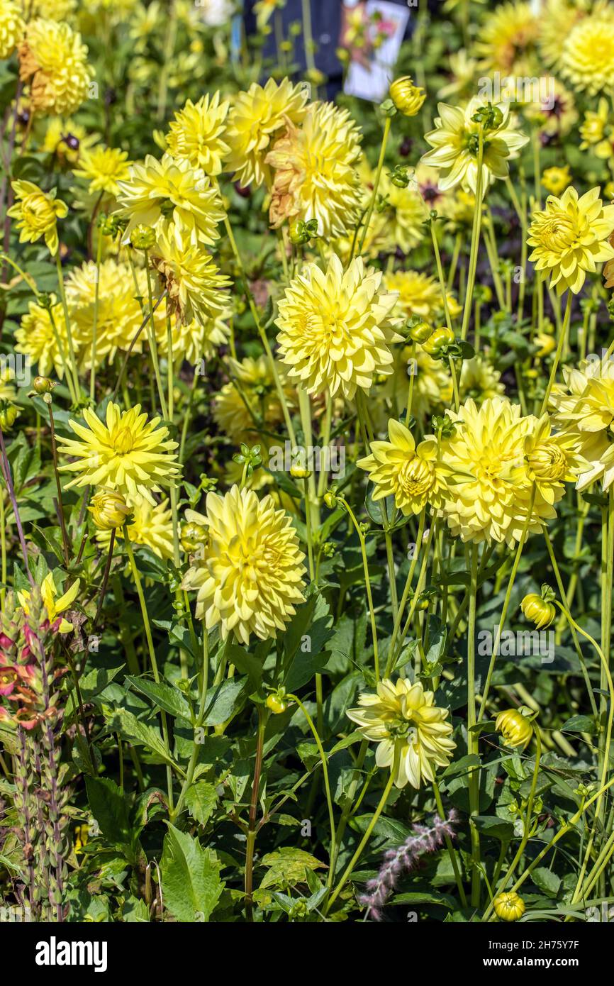 Semi Kaktus Dahlie mit gelben Blumen, Close-Up, Sonnenblume, Aster-like, Dahlie Stockfoto