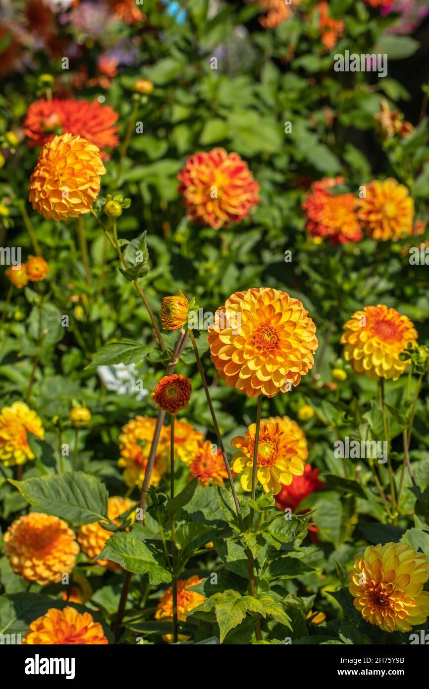 Ball Dahlia mit Orange Blumen, Close-up, Sonnenblume, Aster-like, Dahlia Stockfoto