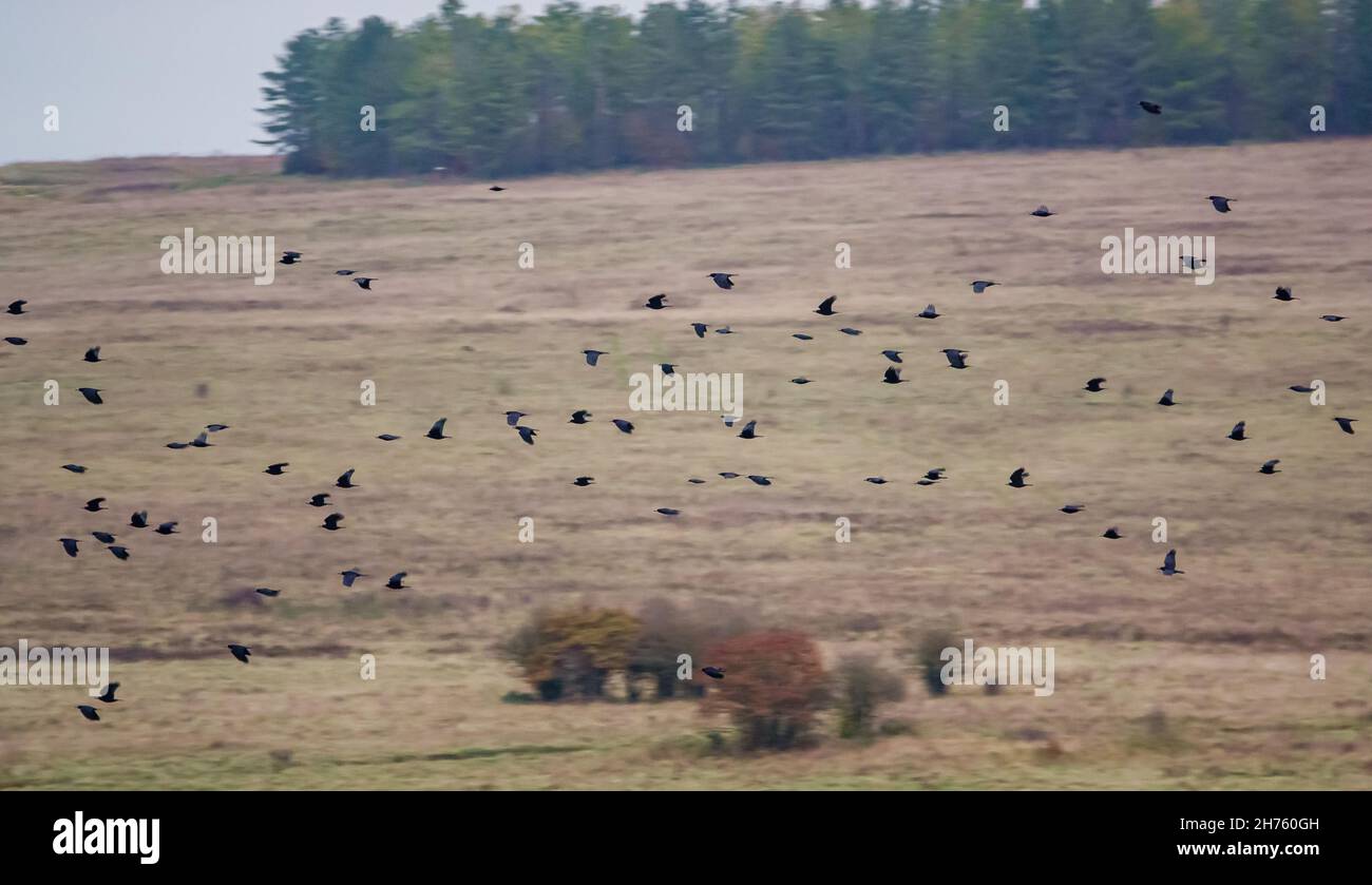 Hunderte von Krähen (Corvus) in einem fliegenden Schwarm, die als Dämmerung zum Nest zurückkehren, Salisbury Plain Wiltshire UK Stockfoto