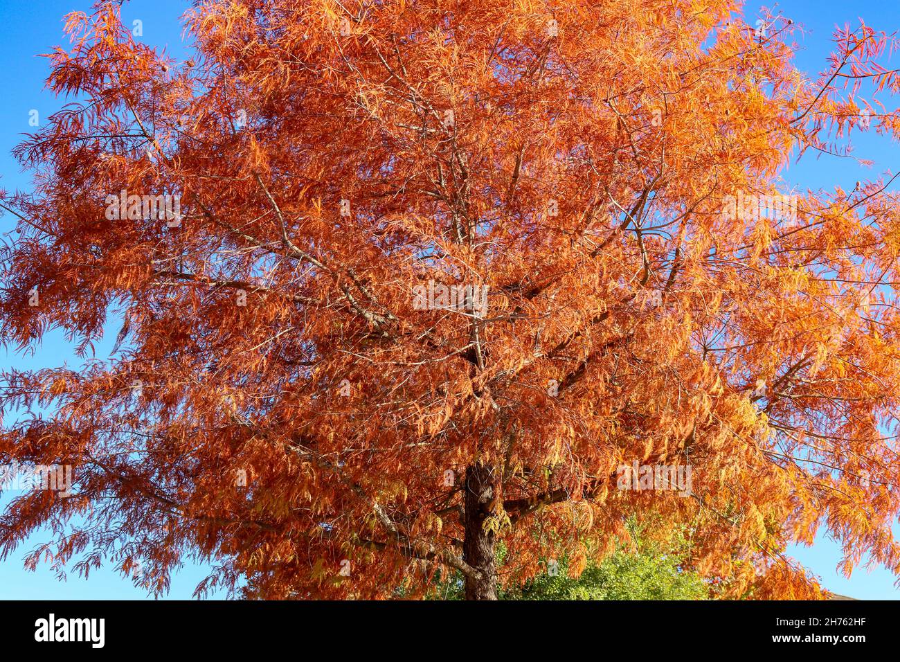 Die frische, kühle Luft rasselt die goldorange und roten Herbstblätter, die am blauen Himmel leuchten. Stockfoto