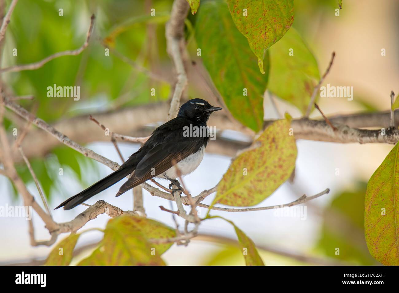 Willie-Waggtail Rhipidura leucophrys Cains, Queensland, Australien 30. Oktober 2019 Erwachsene Rhipiduridae Stockfoto