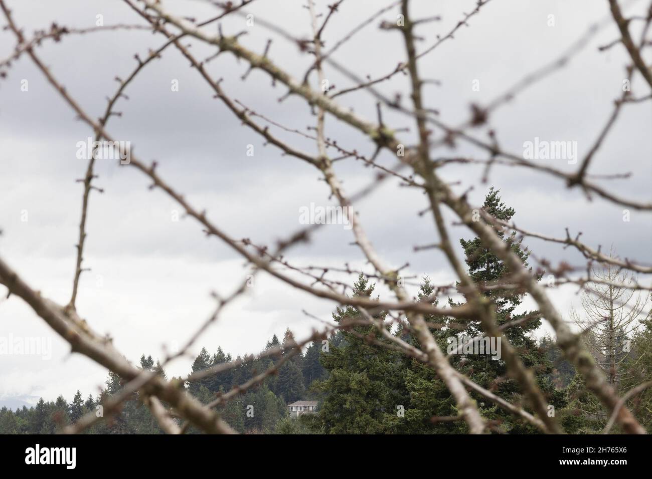 Ein Haus in umgeben von Bäumen in der Ferne, wie durch Äste eines Baumes gesehen. Stockfoto