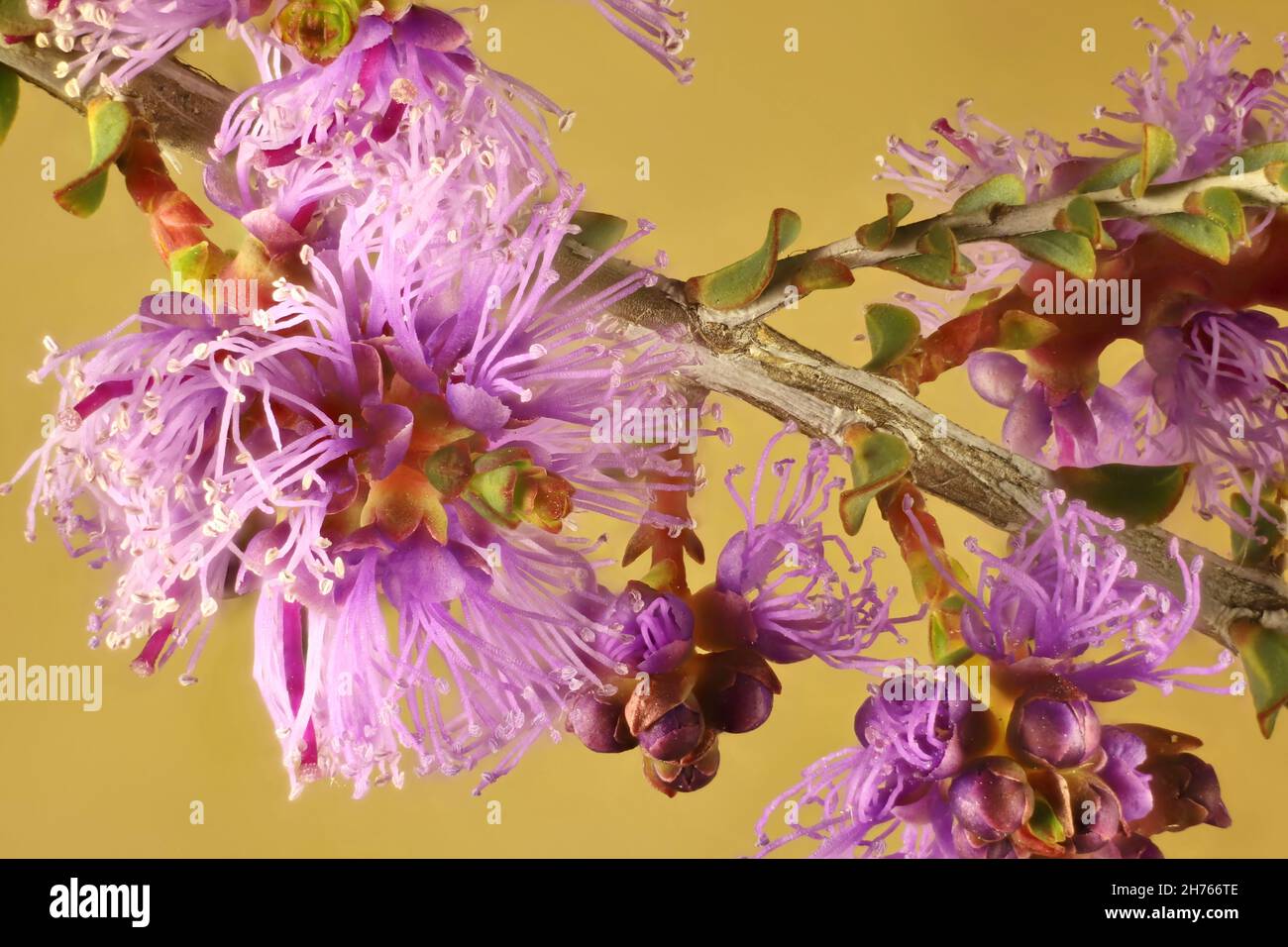 Honigmyrtle (Melaleuca thymifolia) ‘Zuckerwatte’. Australische Pflanze. Stockfoto