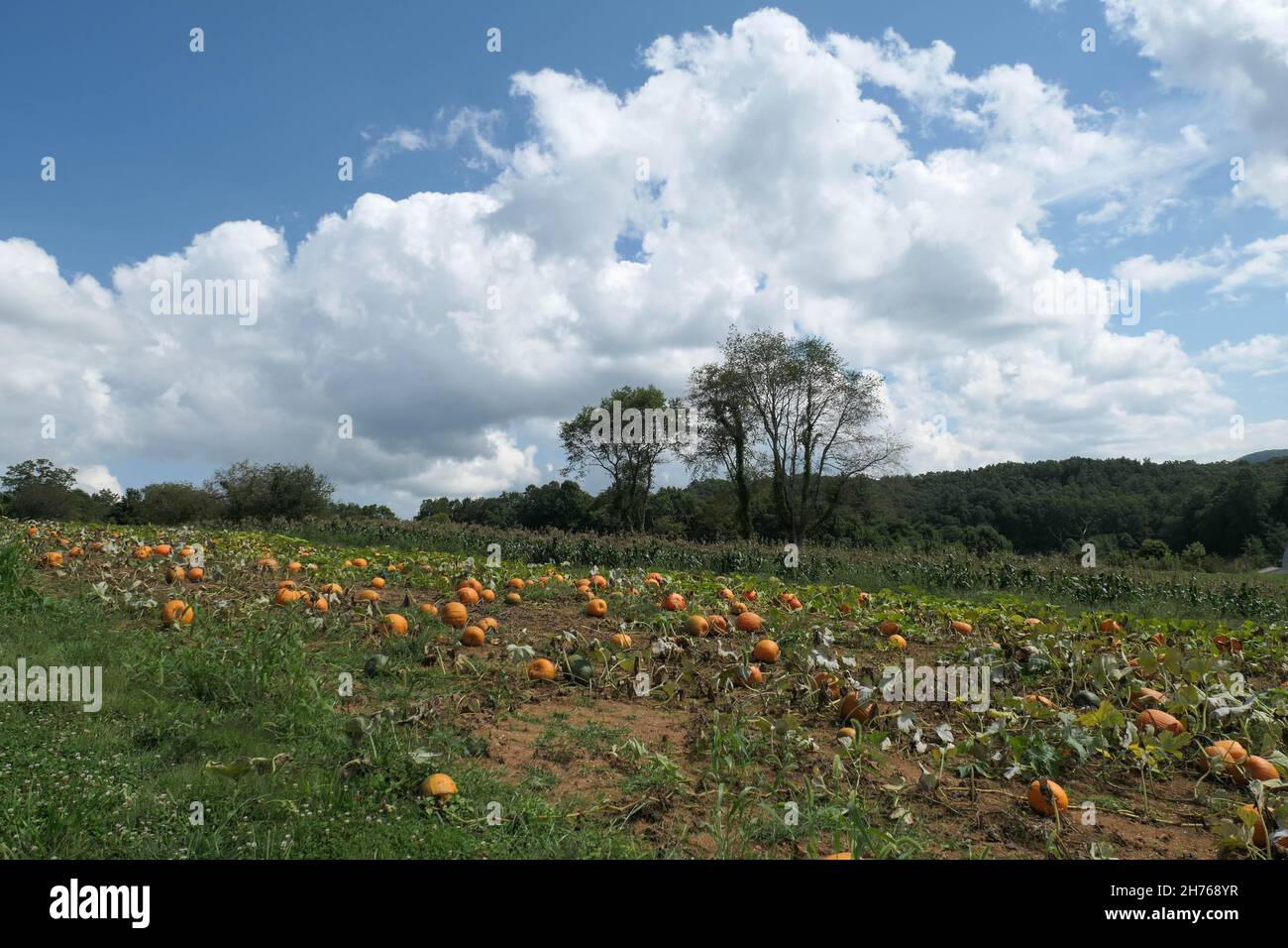 Reife Kürbisse auf einem Feld im ländlichen North Carolina. Blauer Himmel mit Wolken. Baumklumpen in der Mitte. Stockfoto