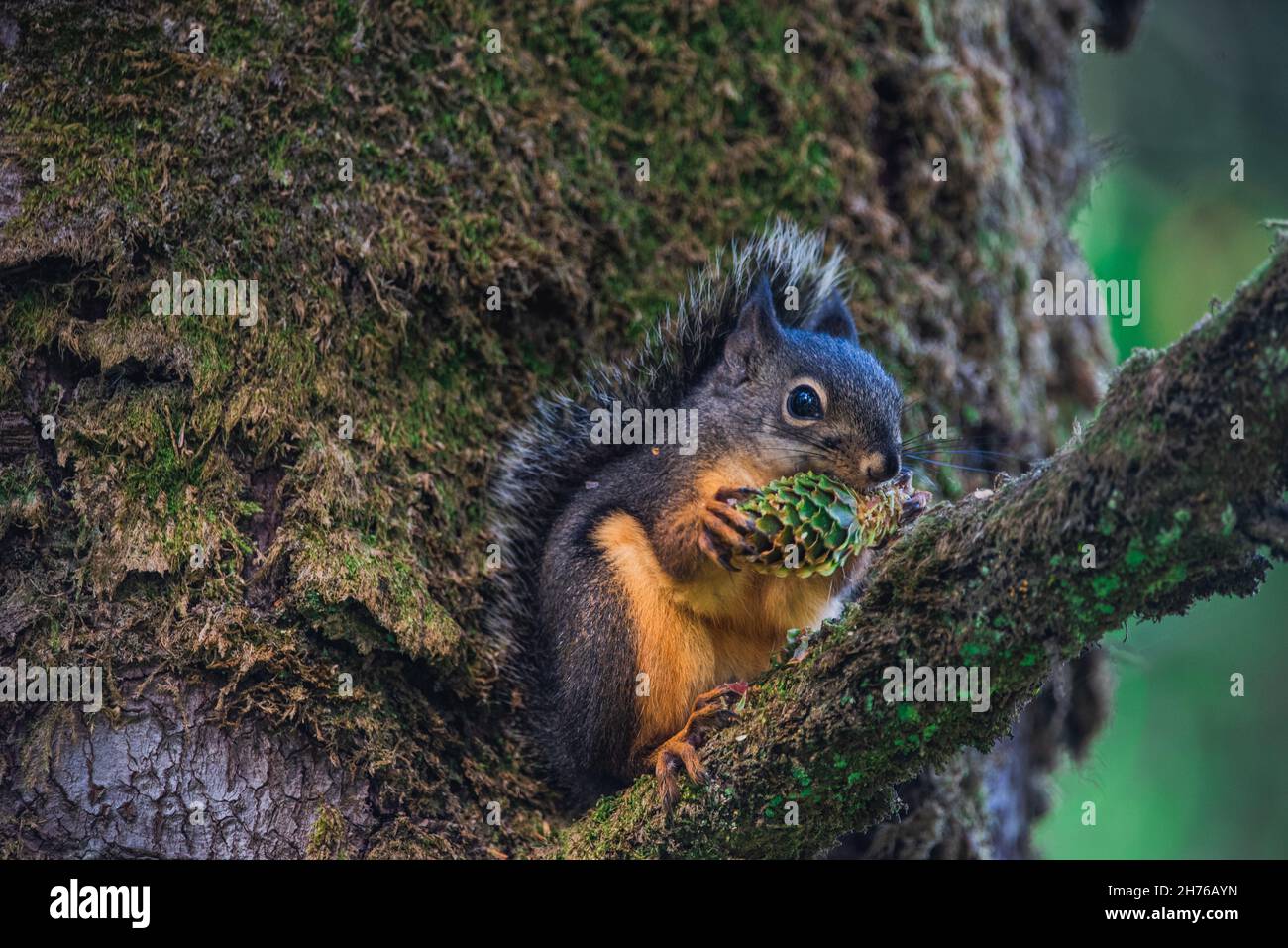 Douglass-Eichhörnchen, das eine Kiefer frisst Stockfoto