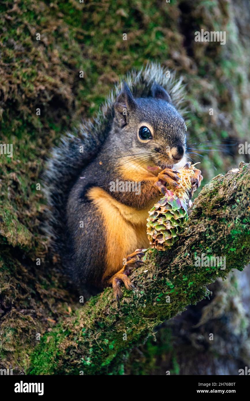Douglas-Eichhörnchen oder Tamiasciurus douglasii Arten an der Westküste gefunden Stockfoto