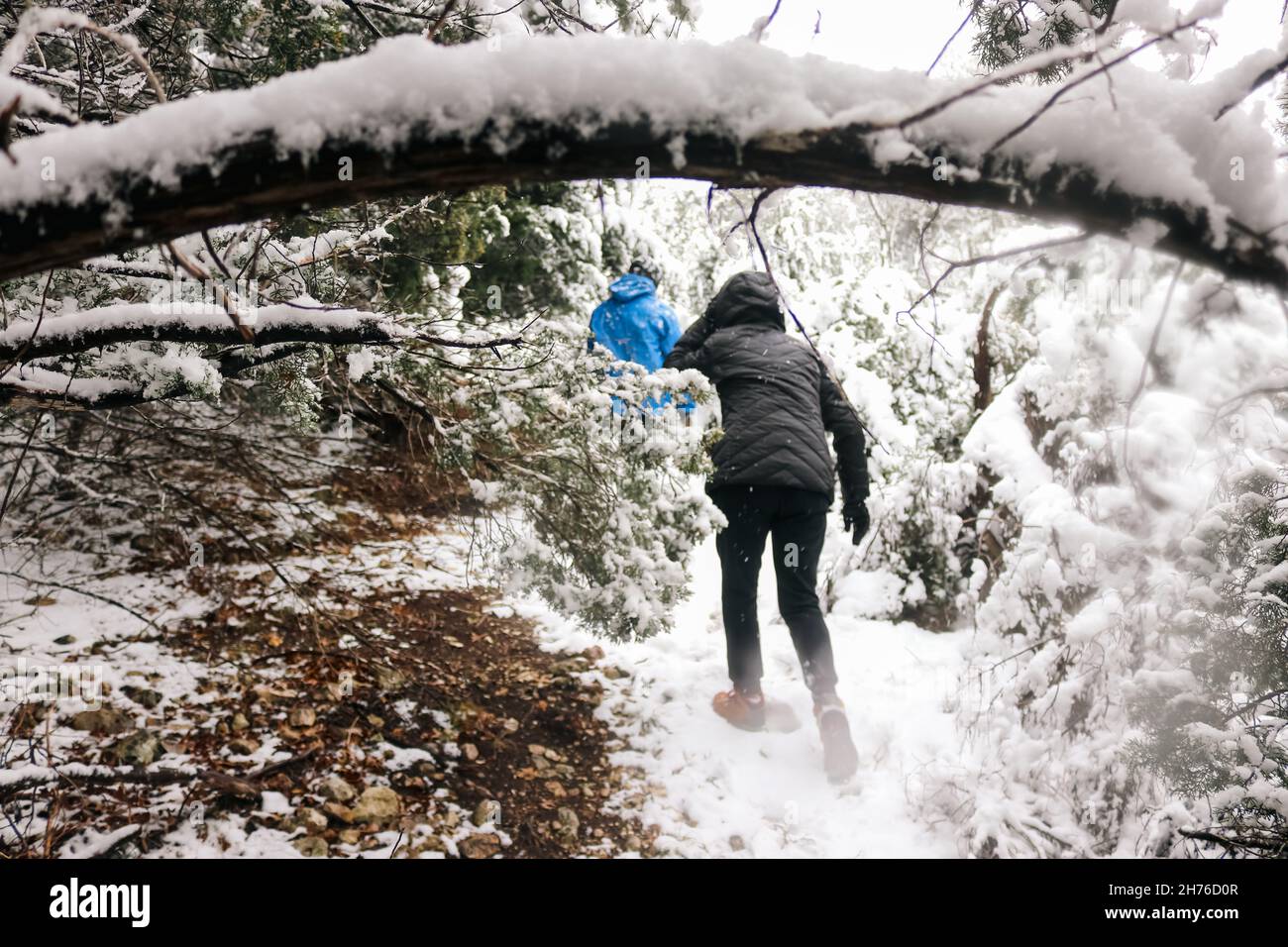 Eine Frau in einem Wintermantel wandert und wandert auf einem schneebedeckten Pfad durch die Wälder und bewaldet ihren schwarzen Wintermantel, um sie warm zu halten. Stockfoto
