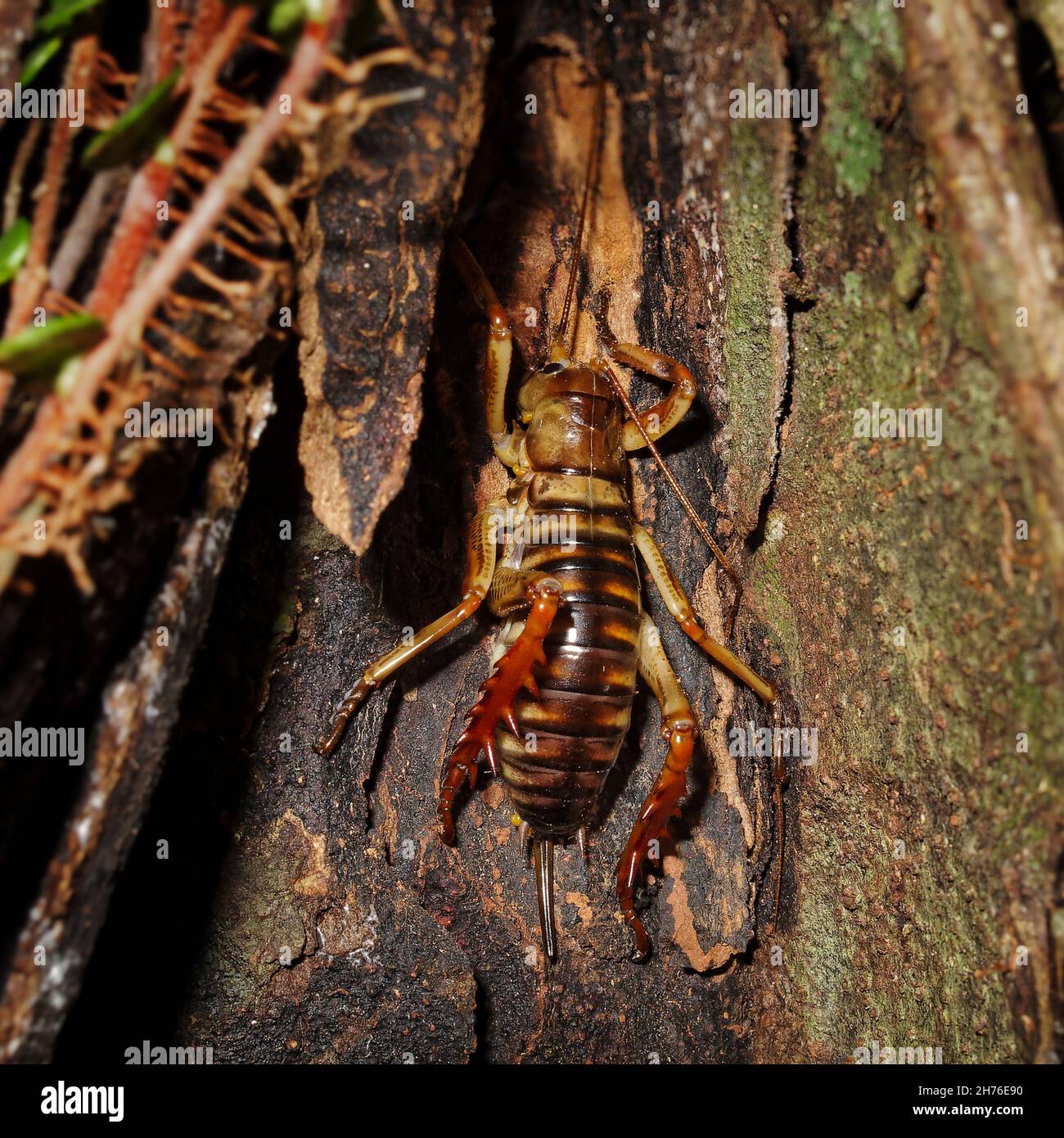 Wellington Tree Weta Weibchen mit Ovipositor. Endemisches Insekt von Neuseeland. Stockfoto