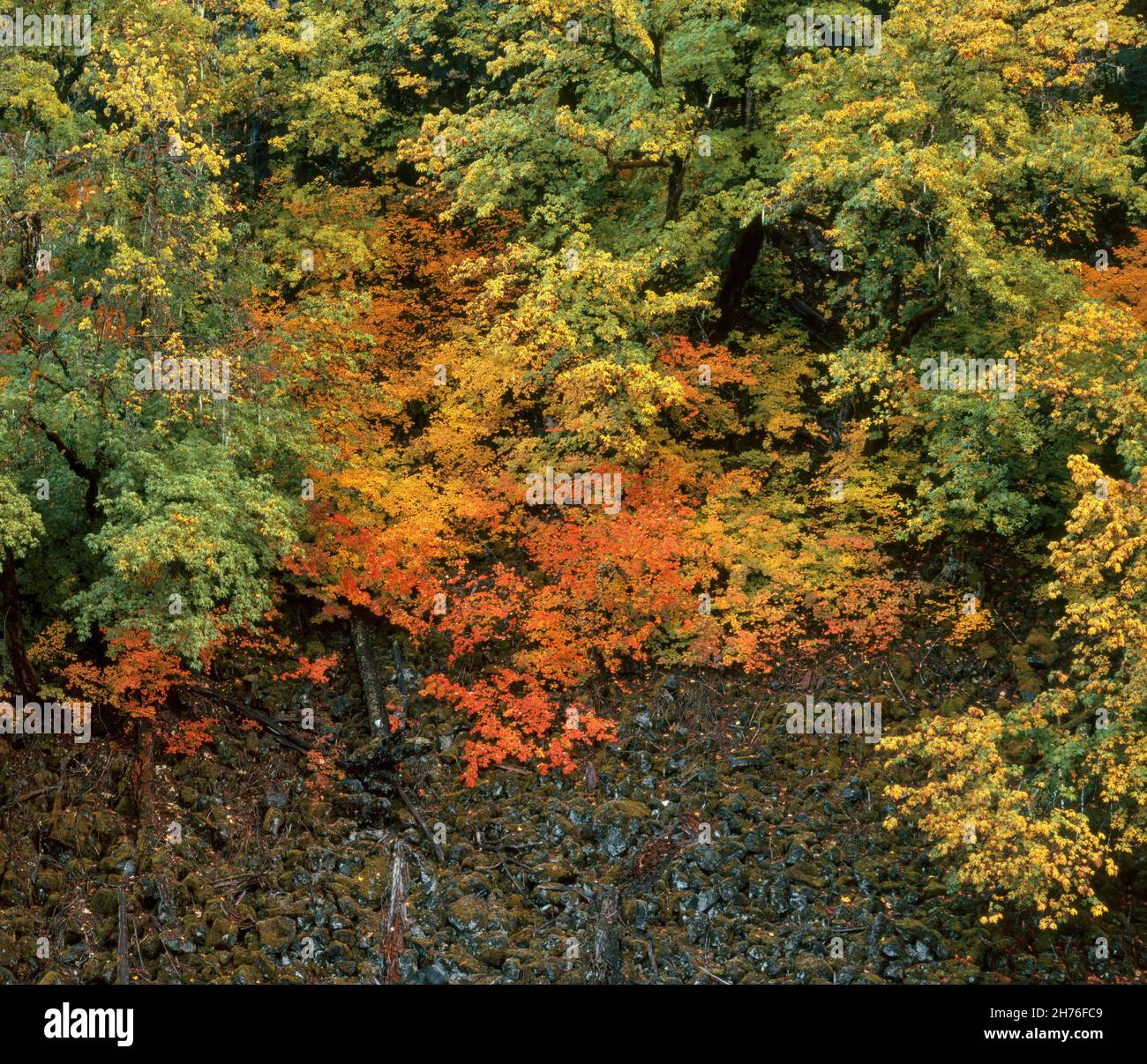 Weinstock Ahorn, Acer circinatum, Lava Rock, McKenzie River National Recreation Trail, Willamette National Forest, Oregon Stockfoto