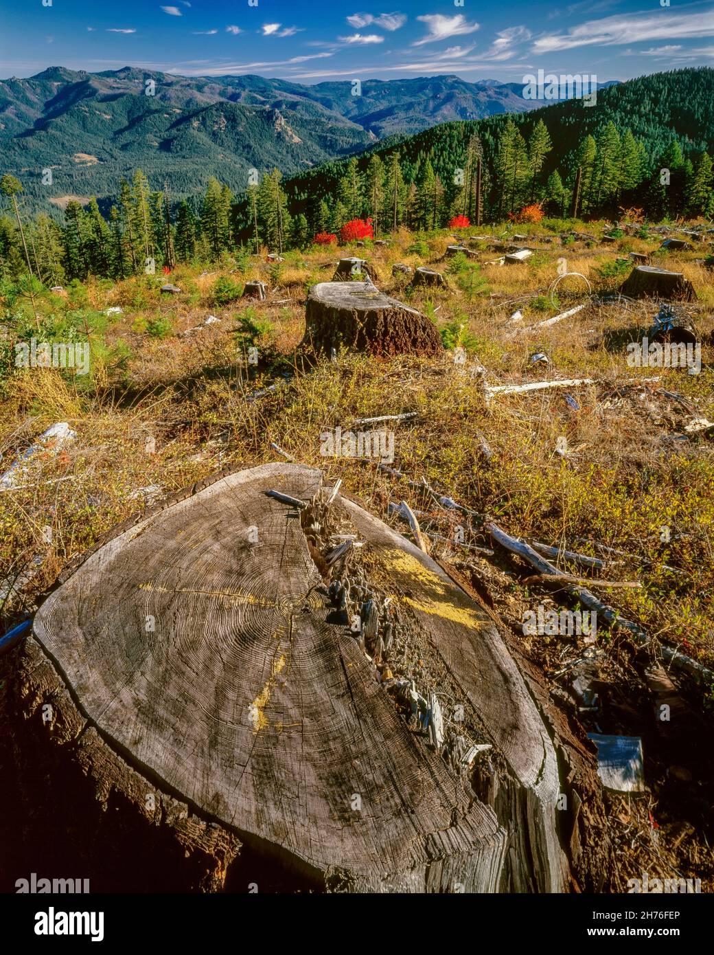 Logging Site, Umpqua National Forest, Oregon Stockfoto