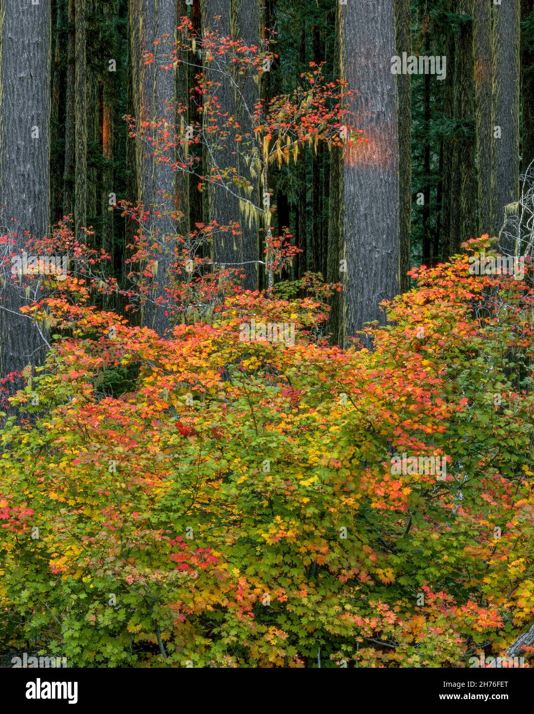 Vine Maple, Acer Circunatum, Umpqua National Forest, Douglas County, Oregon Stockfoto