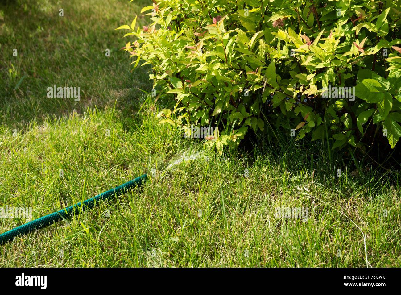 An einem sonnigen Sommertag strömt Wasser aus einem flexiblen Gießschlauch, der auf dem Rasen unter einem Spirea-Busch der japanischen Sorte Goldflame liegt. Stockfoto
