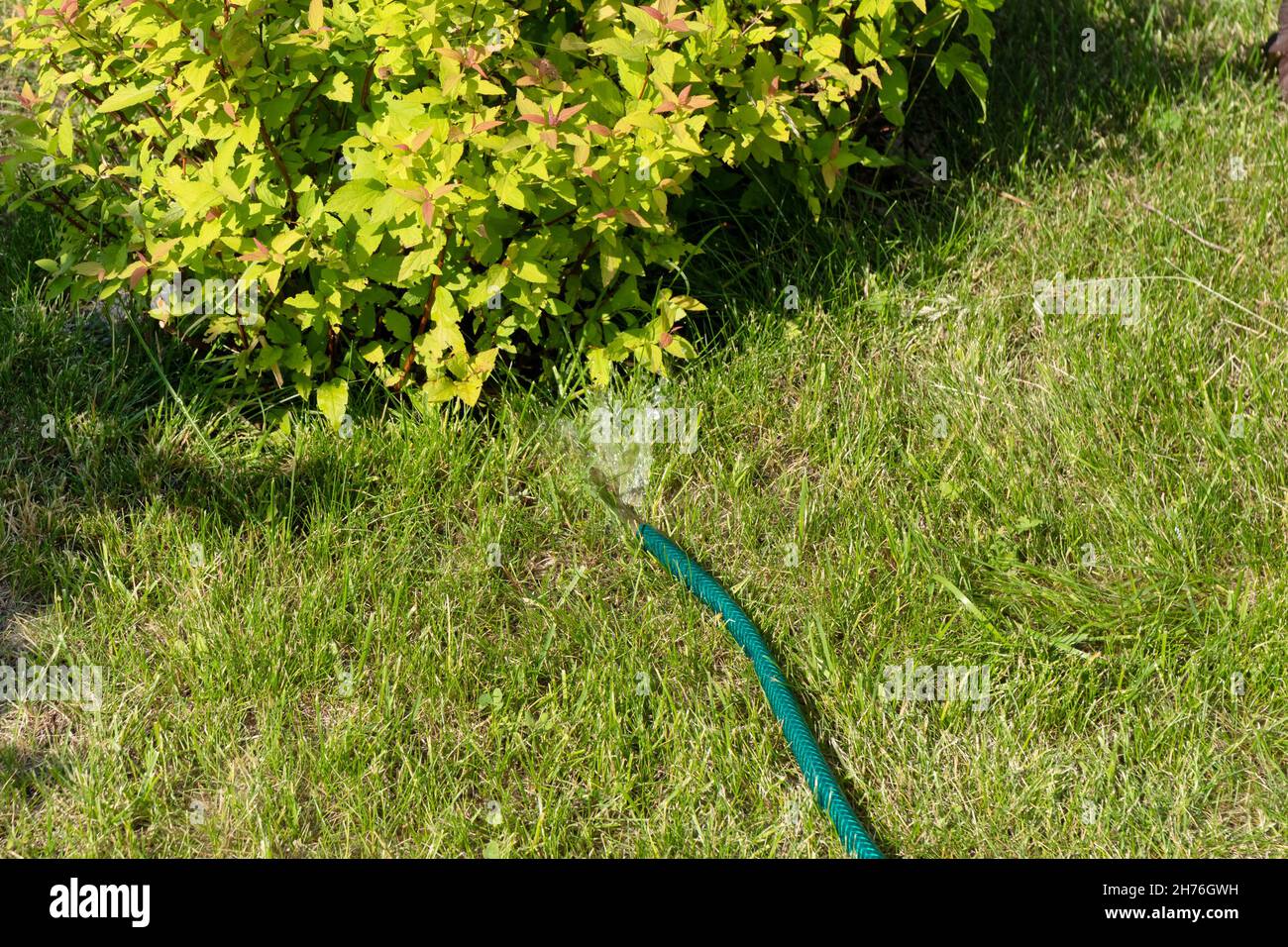 An einem sonnigen Sommertag wird ein japanischer Spirea-Busch aus einem flexiblen Gartenschlauch auf dem Rasen bewässert. Stockfoto