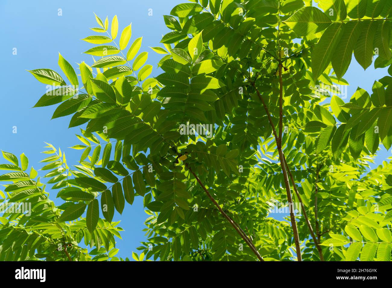 Laub von Mandschurischer Walnuss oder Dumbei Walnuss (lateinisch Júglans mandshúrica) an einem sonnigen Sommertag gegen einen blauen Himmel. Stockfoto