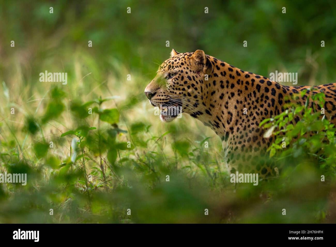 indische wilde männliche Leoparden oder Panther Gesicht Nahaufnahme in natürlichen Monsungrün während Outdoor-Dschungel-Safari im Wald von Zentral-indien - panthera Pardus Stockfoto