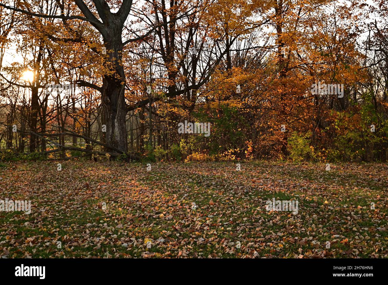 Herbstfarben in Michigan Stockfoto