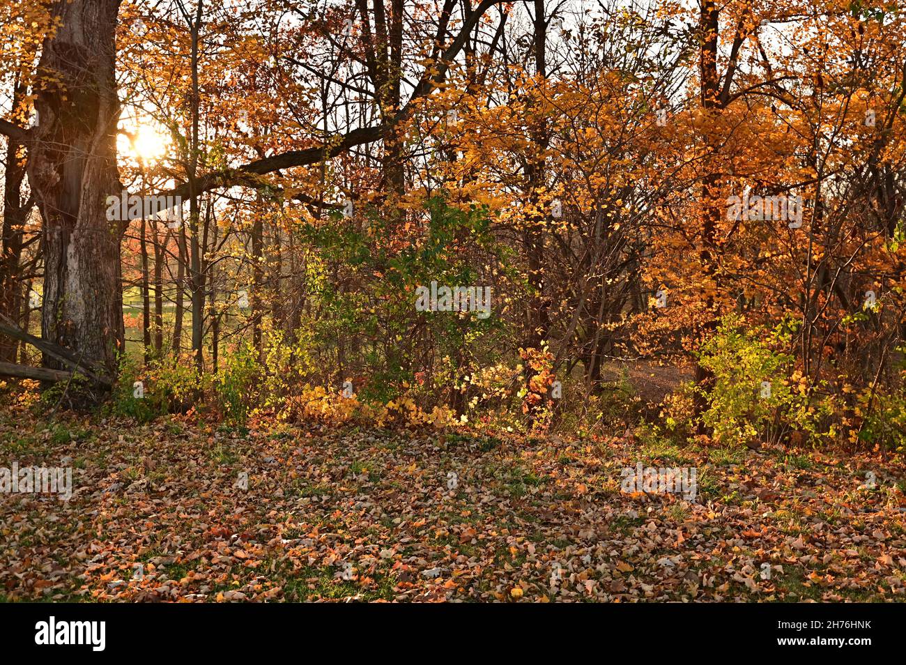 Herbstfarben bei Sonnenuntergang in einem Michigan Park Stockfoto