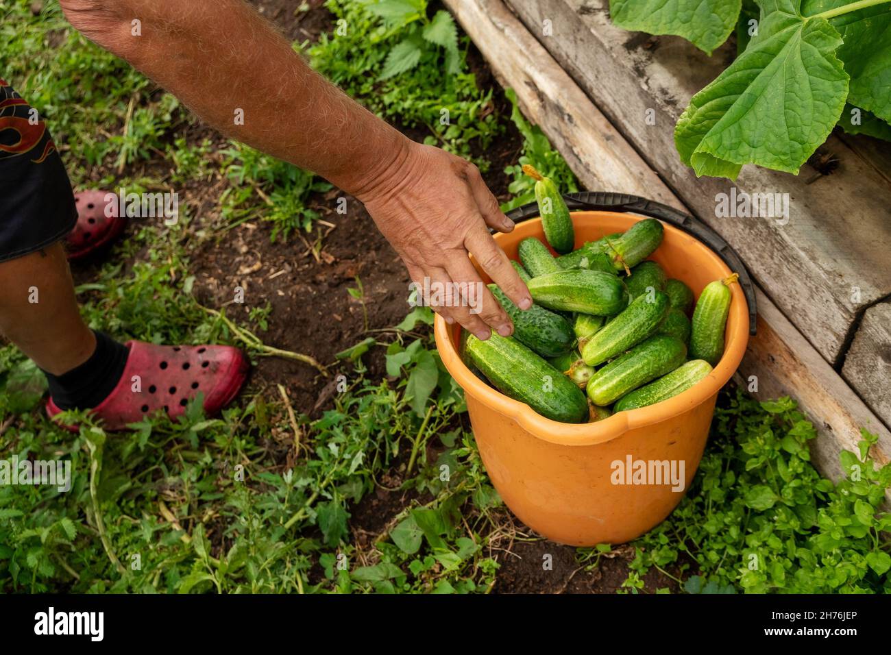 Die Hand eines Mannes legt frische Gurken in einen Eimer, die gerade an einem Sommertag aus dem Garten gepflückt wurden. Stockfoto