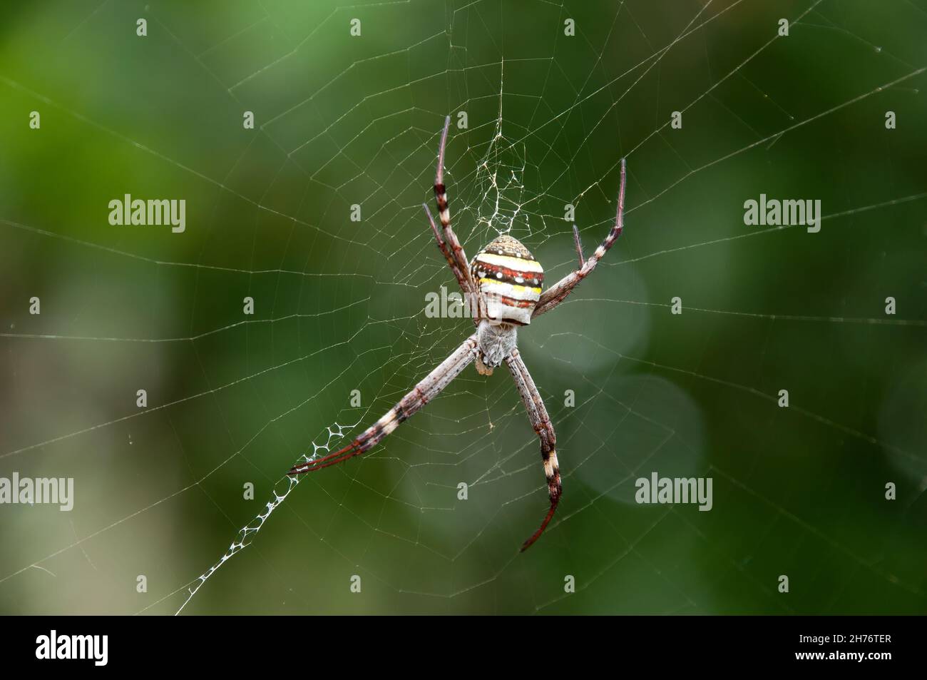 Sydney Australia, Argiope keyserlingi oder Argiope aetherea, beide bekannt als St Andrews Cross Spider Stockfoto