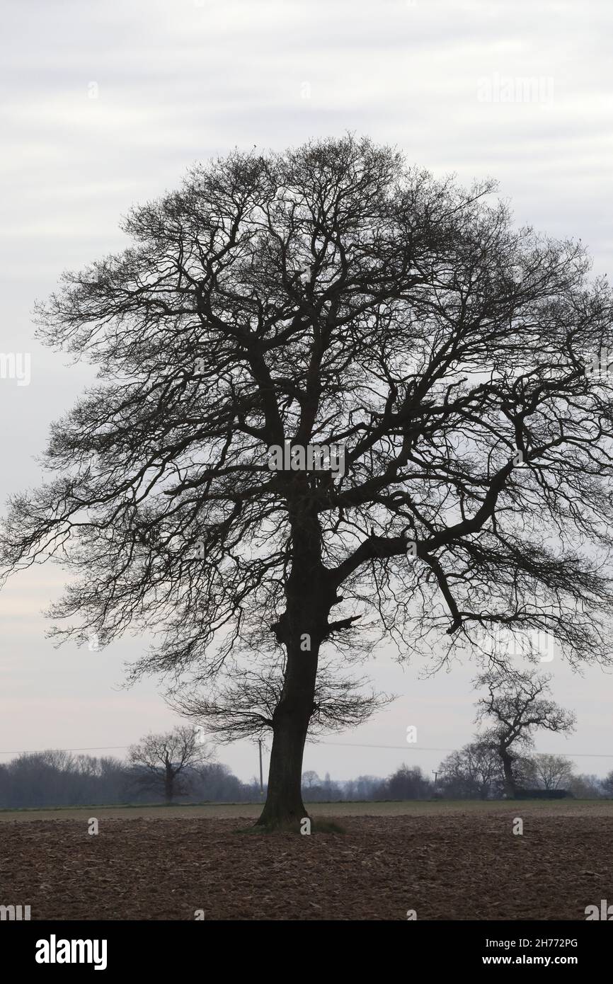 Isolierte wachsende Eiche Quercus robur, einst Bestandteil einer Ackerrandhecke, zerstörte Veränderungen in der landwirtschaftlichen Praxis 1950, 60er Jahre. Norfolk Stockfoto