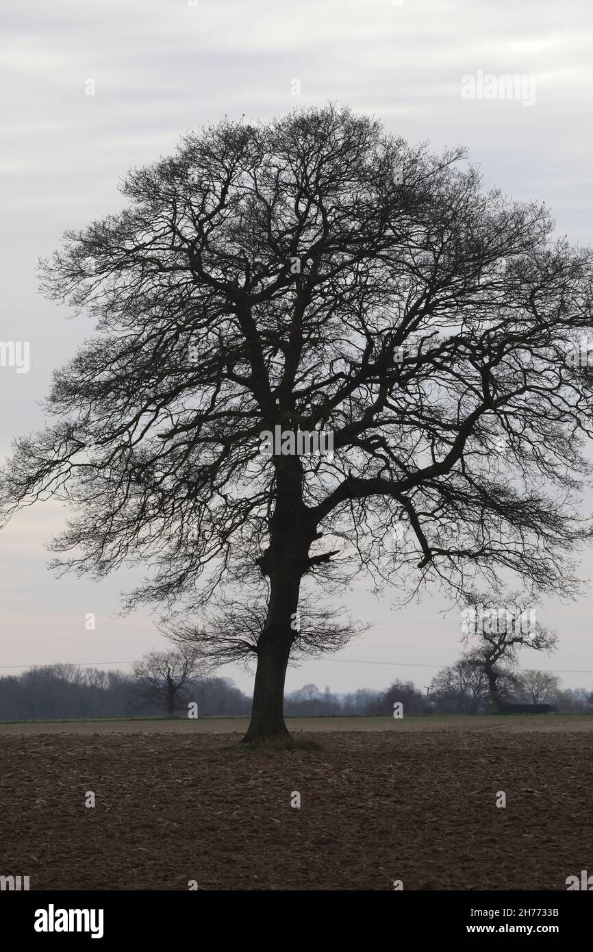 Isolierte wachsende Eiche Quercus robur, einst Bestandteil einer Ackerrandhecke, zerstörte Veränderungen in der landwirtschaftlichen Praxis 1950, 60er Jahre. Norfolk Stockfoto
