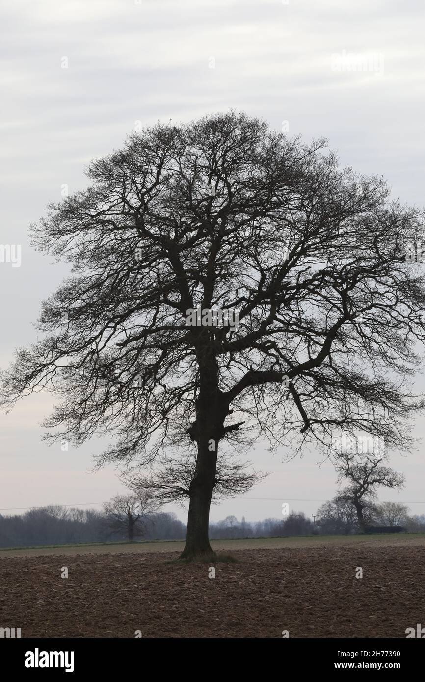 Isolierte wachsende Eiche Quercus robur, einst Bestandteil einer Ackerrandhecke, zerstörte Veränderungen in der landwirtschaftlichen Praxis 1950, 60er Jahre. Norfolk Stockfoto