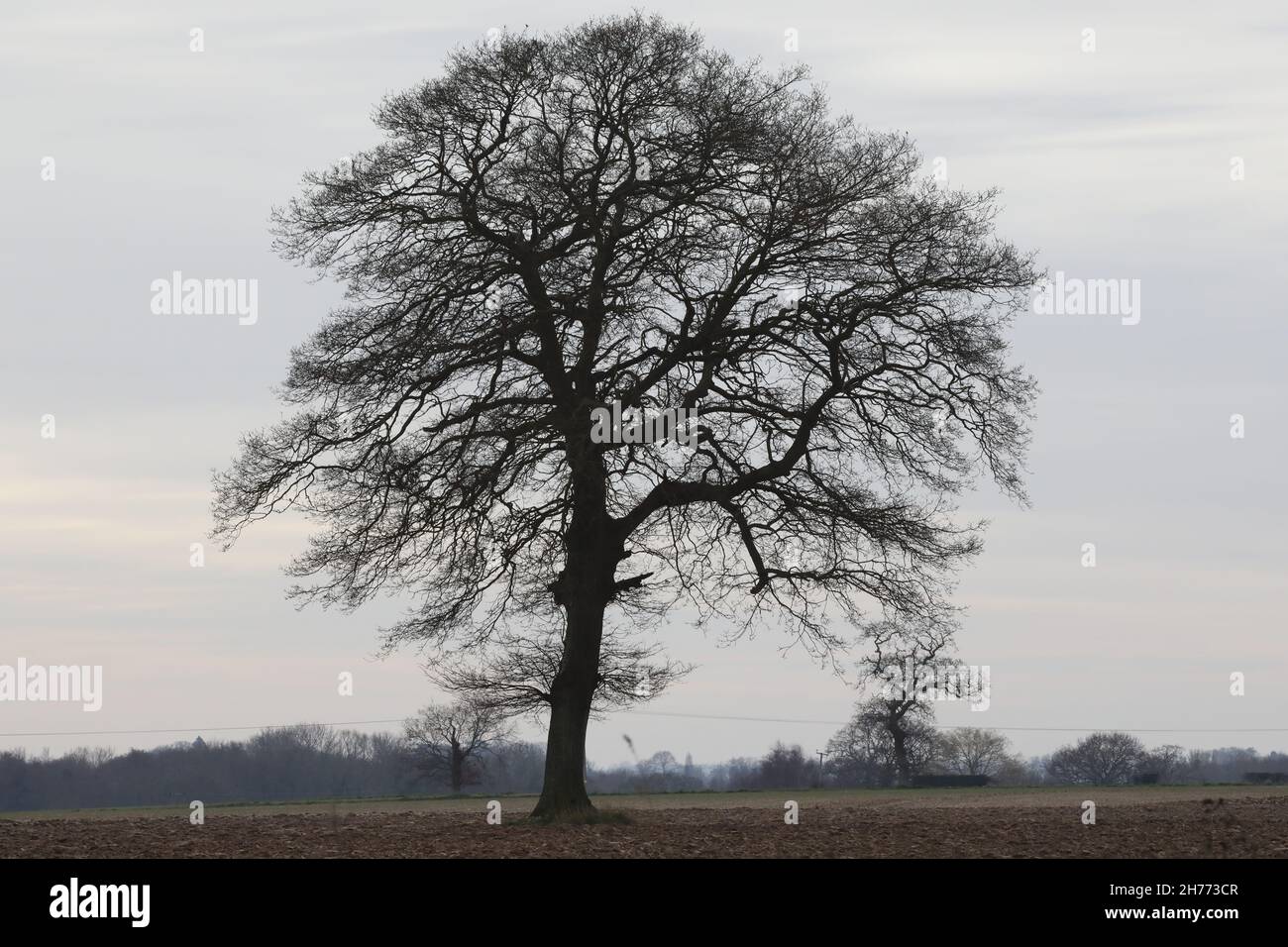 Englische Eiche (Quercus robur). Einzelstück isoliert, mit anderen im fernen Hintergrund in Silhouette, Winter. Eine Zeit in Hecken ist nun weg. Stockfoto