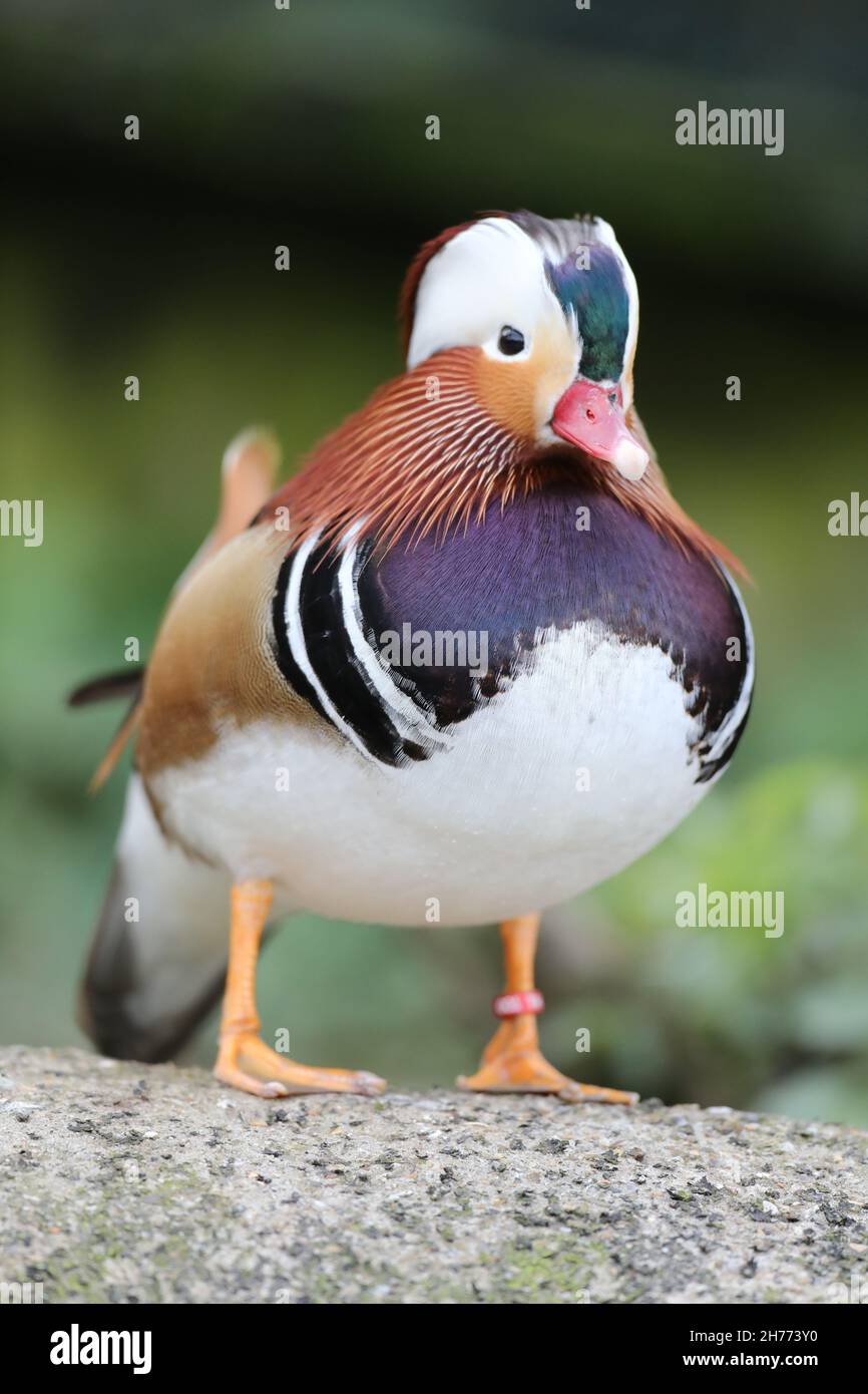 Mandarinente (Aix galericulata). Männchen im Zuchtgefieder. Heimische Ostasien. Vogelbeobachter von Wasservögeln. Eingeführte Arten UK Stockfoto