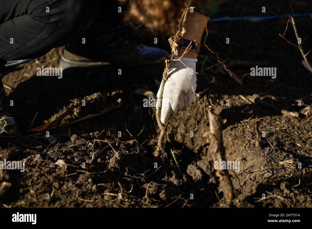 Artikeldetails mit den Händen einer Frau, die während einer Herbstbaumbepflanzung einen Baumsapling pflanzt. Stockfoto
