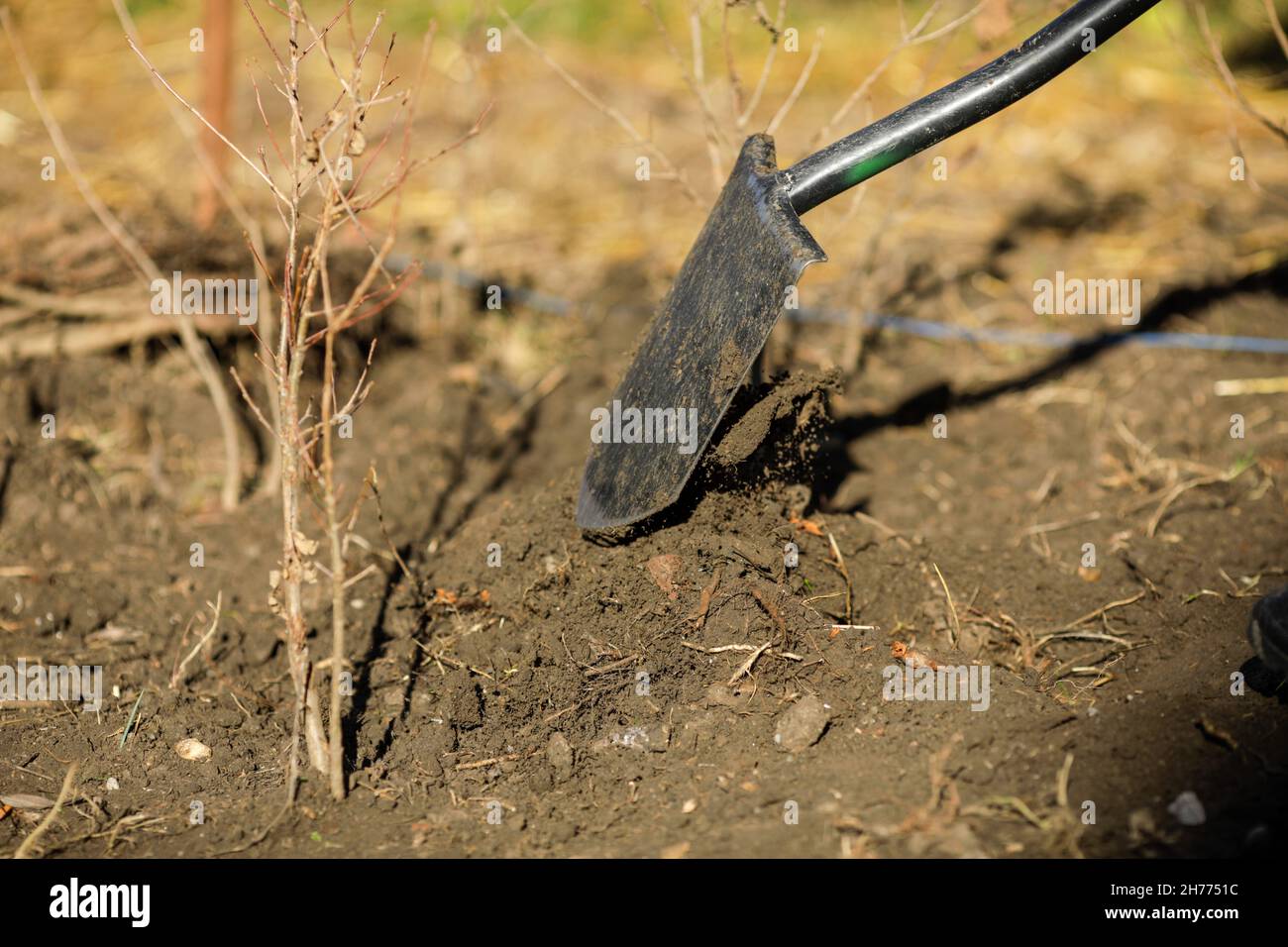 Bild mit geringer Schärfentiefe (selektiver Fokus) mit einer Metallschaufel auf einem Stück Ackerland. Stockfoto