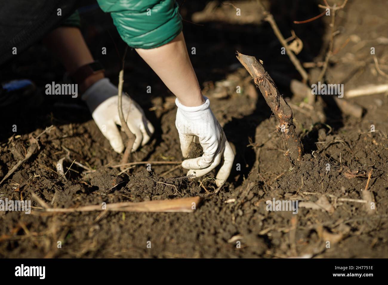 Artikeldetails mit den Händen einer Frau, die während einer Herbstbaumbepflanzung einen Baumsapling pflanzt. Stockfoto