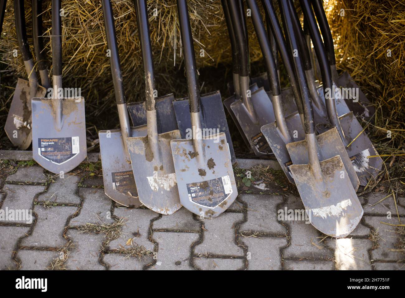 Buftea, Rumänien - 20. November 2021: Fiskars schaufelt nach einer Baumplantage. Stockfoto