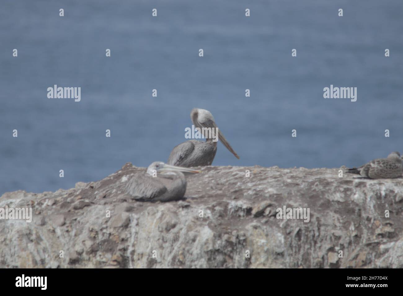 Eine Schar grauer Pelikane, auch bekannt als Pelecanus philippensis, auf einem Felsen mit einem Meer im Hintergrund Stockfoto