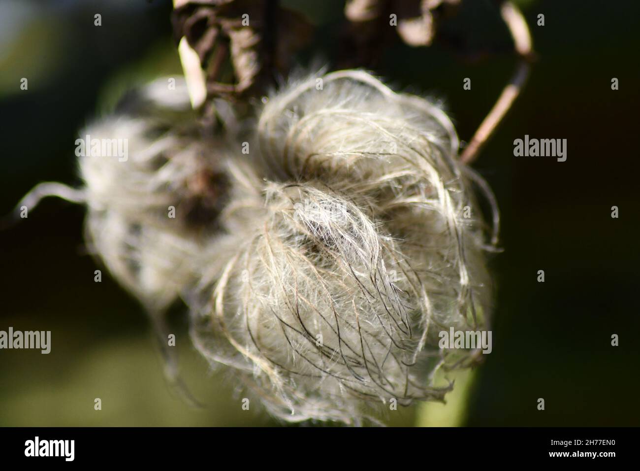 Eine Clematis-Samenschote, Achene, Gattung, Ranunculaceae, mit dem glitzernden herbstlichen Sonnenschein Stockfoto