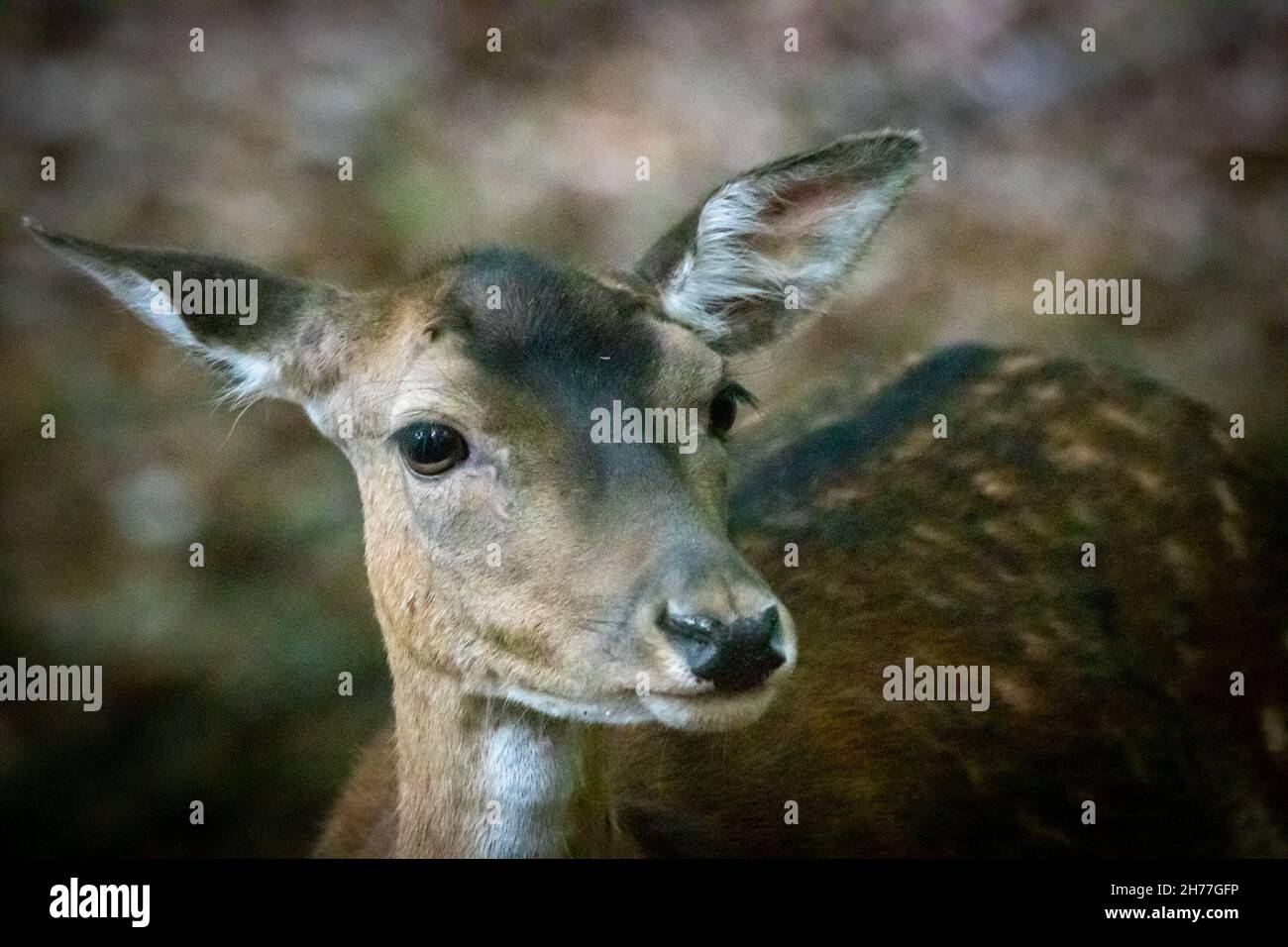 Ein weiblicher Damhirsch Stockfoto