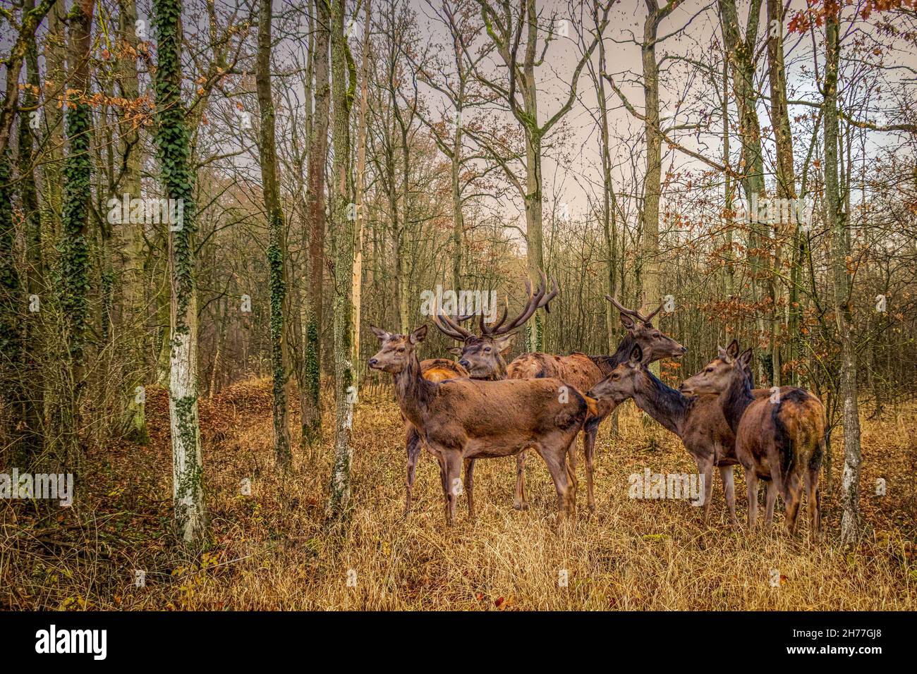 Eine Hirschherde in einem Herbstwald Stockfoto