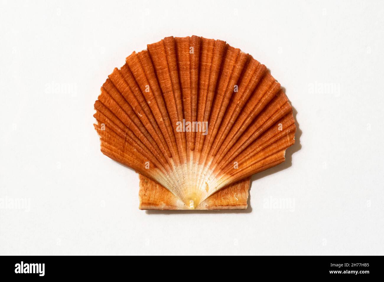 Detailreiches Bild einer großen Jakobsmuschel, die am niederländischen Nordseestrand gefunden wurde. Symbol des Ölkonzerns Royal Dutch Shell. Stockfoto
