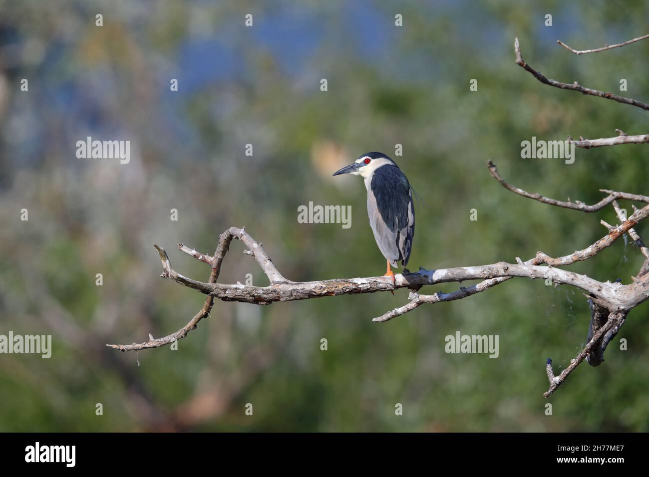 Ein erwachsener Schwarzer Nachtreiher (Nycticorax nycticorax), der im Frühjahr oft als Nachtreiher bezeichnet wird, am Kerkini-See in Nordgriechenland Stockfoto