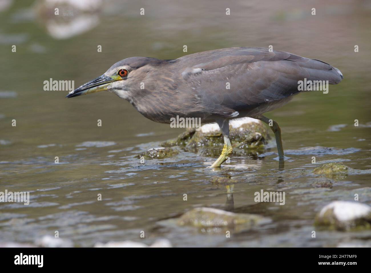 Ein 2nd Sommer Schwarzer Nachtreiher (Nycticorax nycticorax), oft auch Nachtreiher genannt, der im Frühjahr auf der griechischen Insel Lesvos ernährt Stockfoto