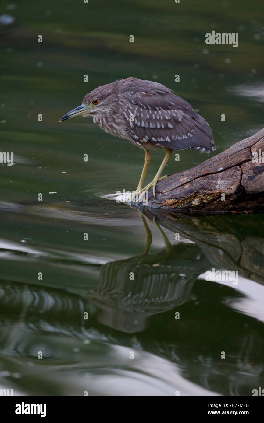 Ein juveniler Schwarzkronenreiher (Nycticorax nycticorax), der in Sri Lanka oft als Nachtreiher bezeichnet wird Stockfoto