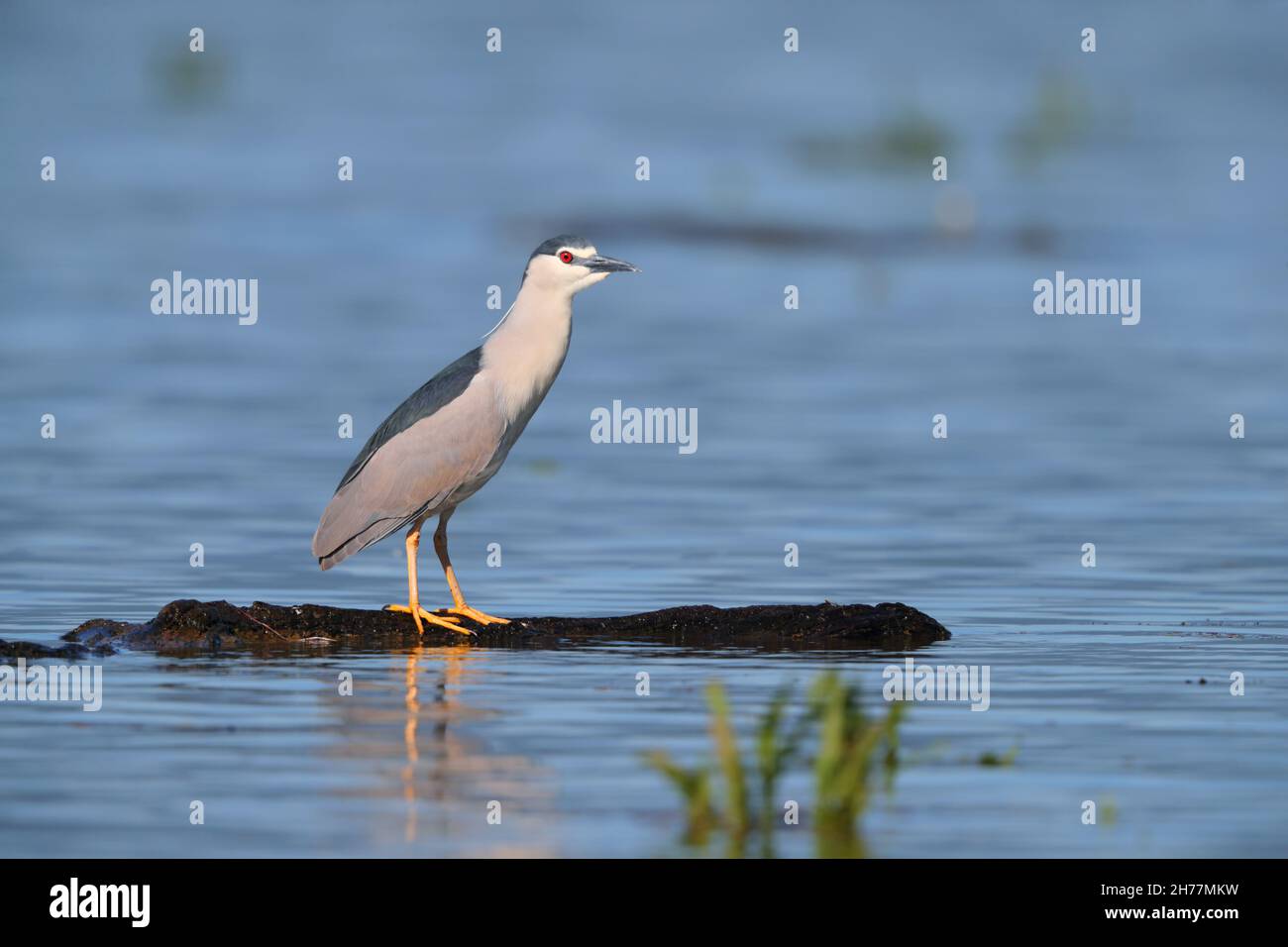 Ein erwachsener Schwarzer Nachtreiher (Nycticorax nycticorax), der im Frühjahr oft als Nachtreiher bezeichnet wird, am Kerkini-See in Nordgriechenland Stockfoto