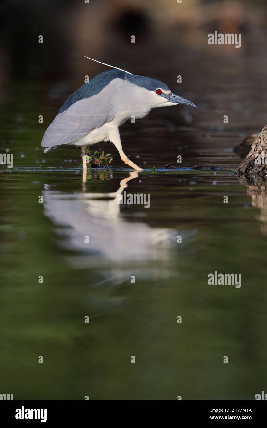 Ein erwachsener Schwarzer Nachtreiher (Nycticorax nycticorax), der im Frühjahr oft als Nachtreiher bezeichnet wird, am Kerkini-See in Nordgriechenland Stockfoto