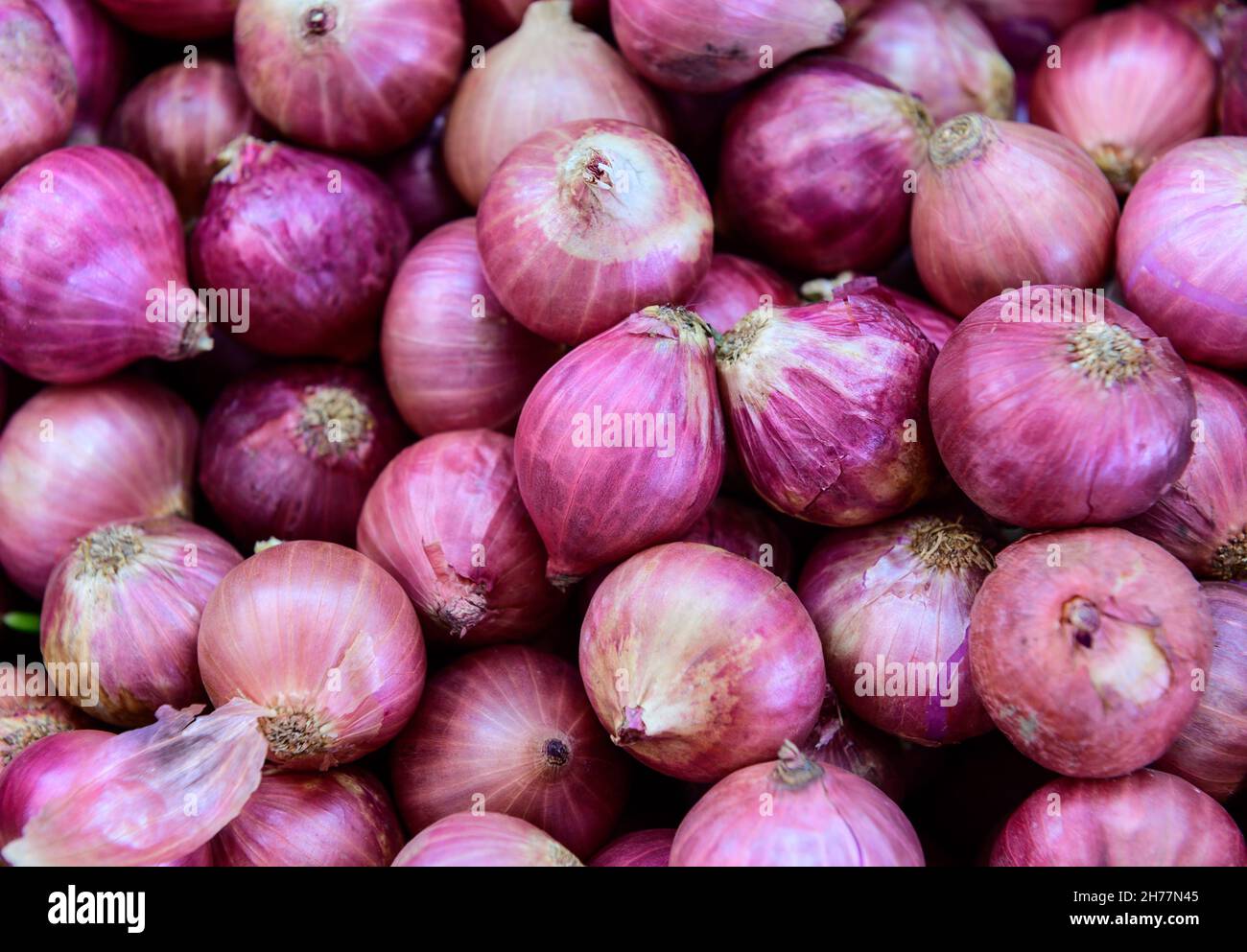 Aufnahme roter Zwiebeln im Vollformat Stockfoto
