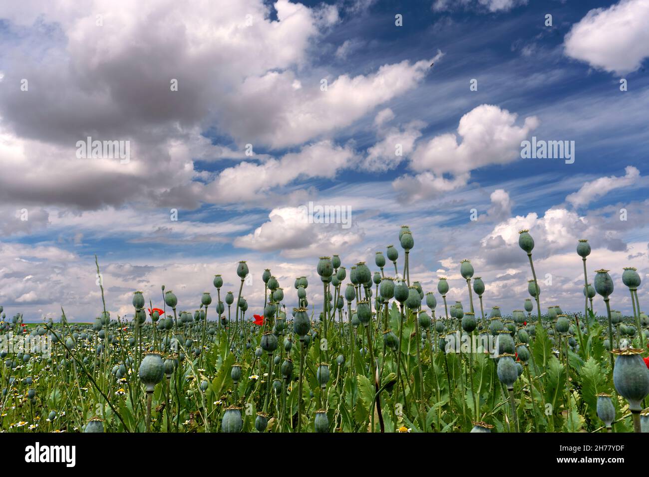 (Papaver somniferum) Plantage. Opium wird gewonnen, aus dem Heroin