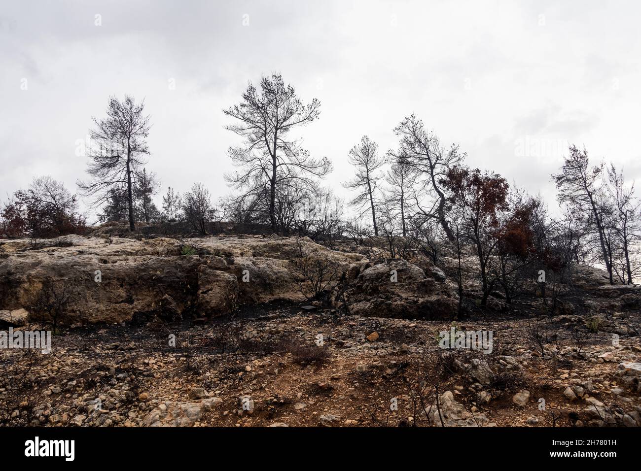 Blick auf verbrannte Bäume nach einem Großbrand, der am 18. August 2021 in Jerusalem, Israel, am Stadtrand ausbrach. Das enorme Waldfeuer verzehrte rund 25,000 Dunams (6,200 Acres) Wald außerhalb Jerusalems. Das Feuer war eines der größten in der Geschichte des Landes, Es hat riesige grüne Waldgebiete verbrannte, die Wanderwege und Nationalparks umfassen. Stockfoto