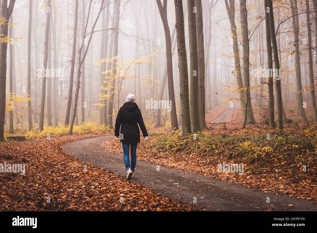 Morgenspaziergang in nebligen Herbstwäldern. Einreisende Frau, die in einem nebligen Wald spazieren geht Stockfoto