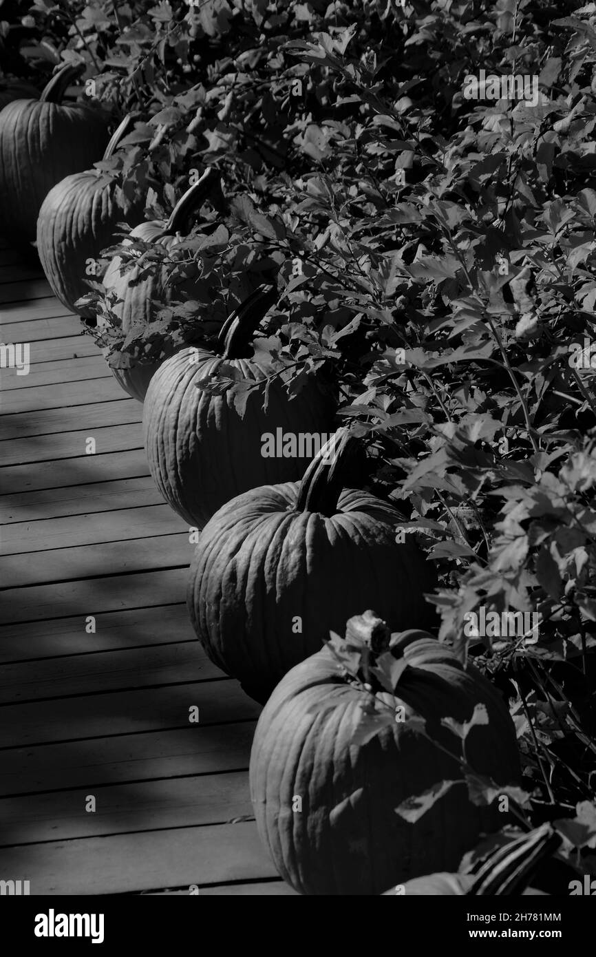 Eine Graustufe geernteter Kürbisse auf einem Holzpfad im Garten Stockfoto