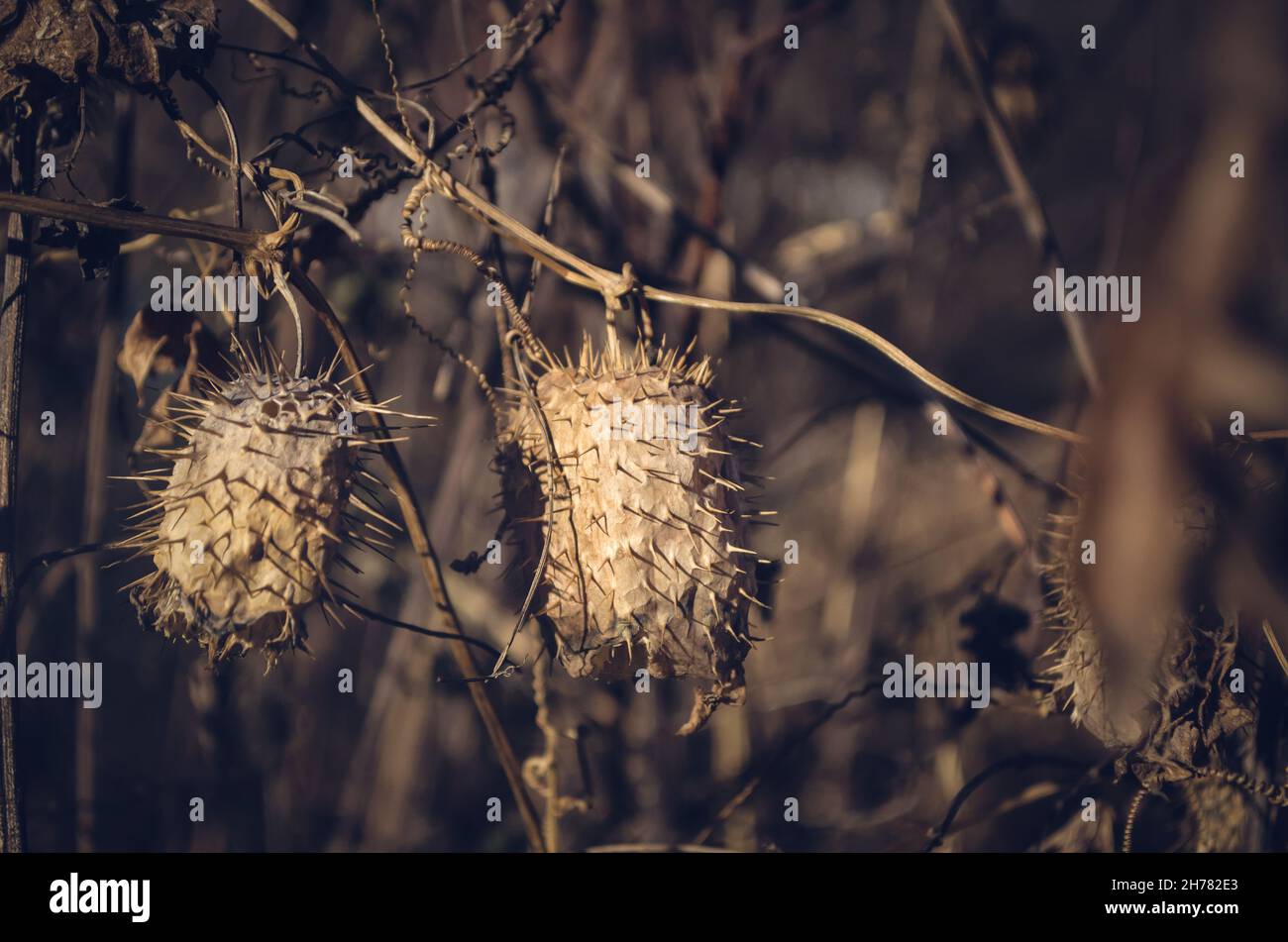 Stachelige trockene braune Jimsonweed-Schoten Stockfoto