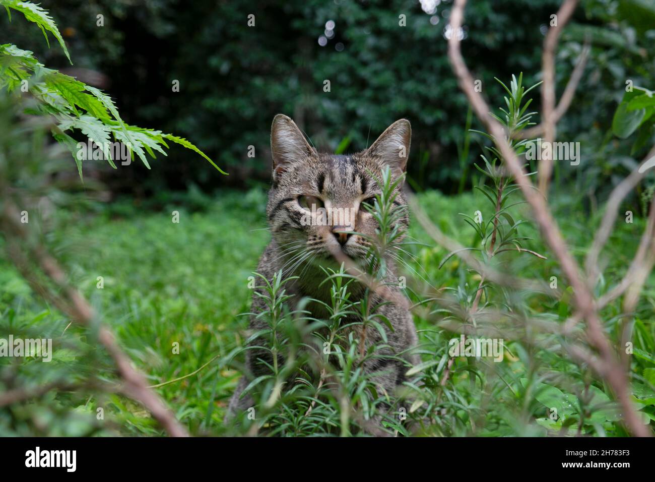 Katze in einem Garten von Varos in Split (Dalmatien, Kroatien) Stockfoto